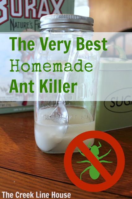 You won't believe how easy it is to get rid of ants for good!
